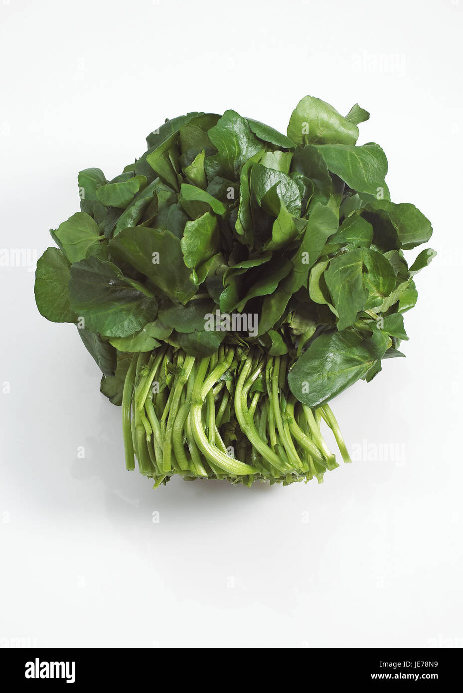 Insalata di crescione, Nasturtium officinale, foglie, sfondo bianco Foto Stock