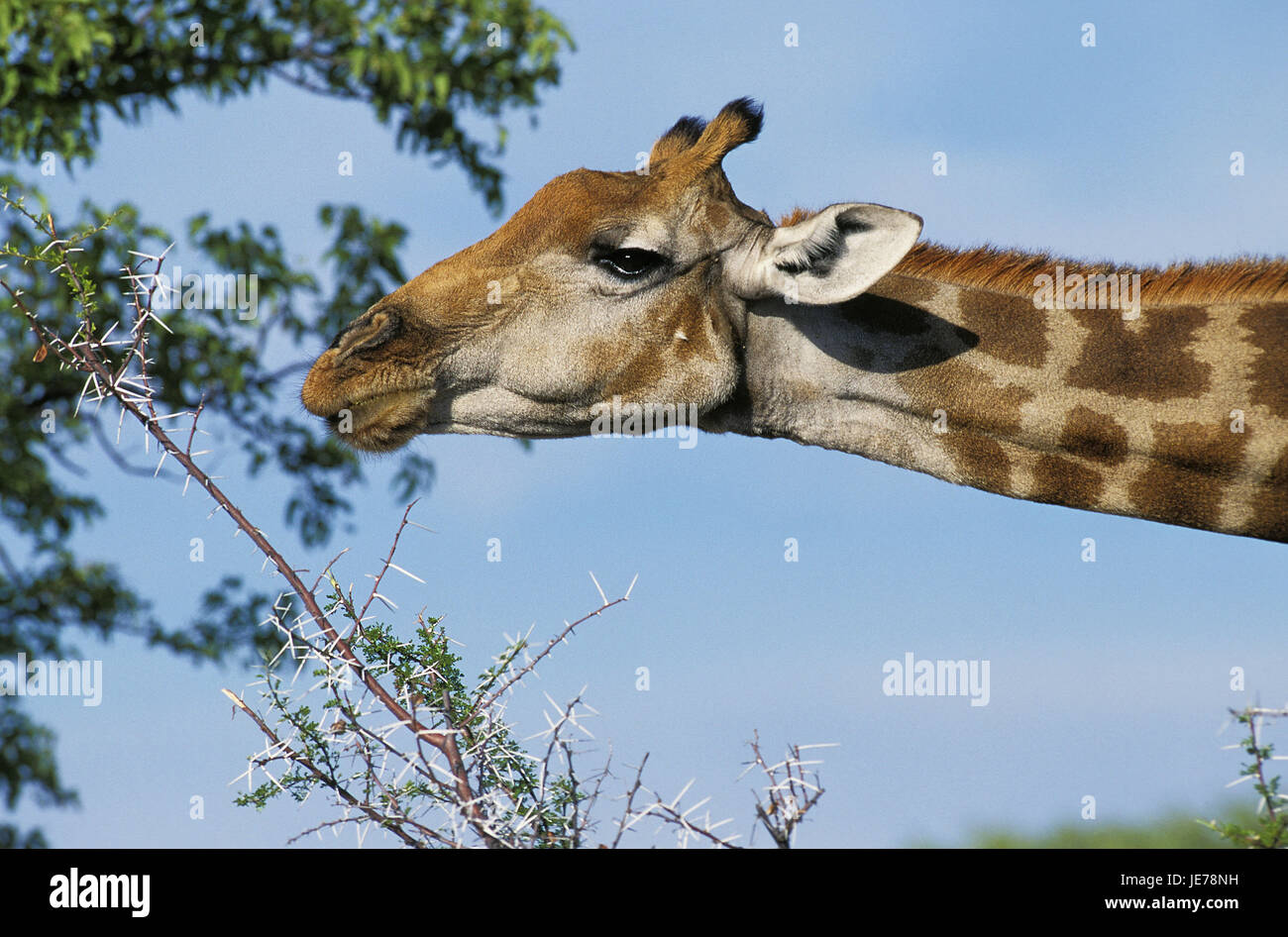 Uganda giraffe, Giraffa camelopardalis rothschildi, anche Baringogiraffe, giraffa Rothschild, gli animali adulti, mangiare, acacia, Kenya, Foto Stock
