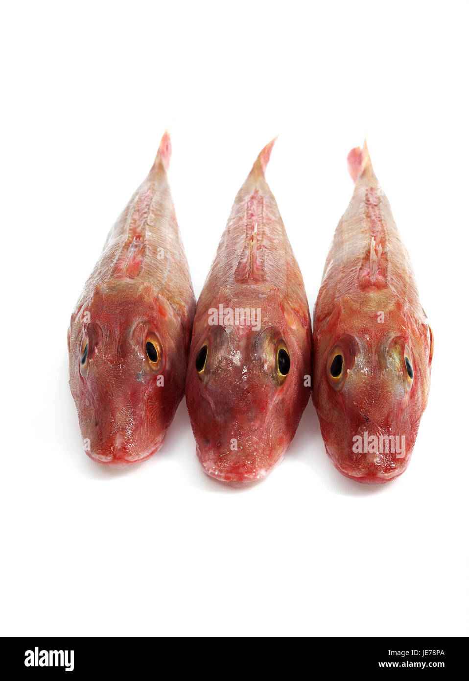 Mare, cuculo cuculus Trigla, pesce, sfondo bianco Foto Stock