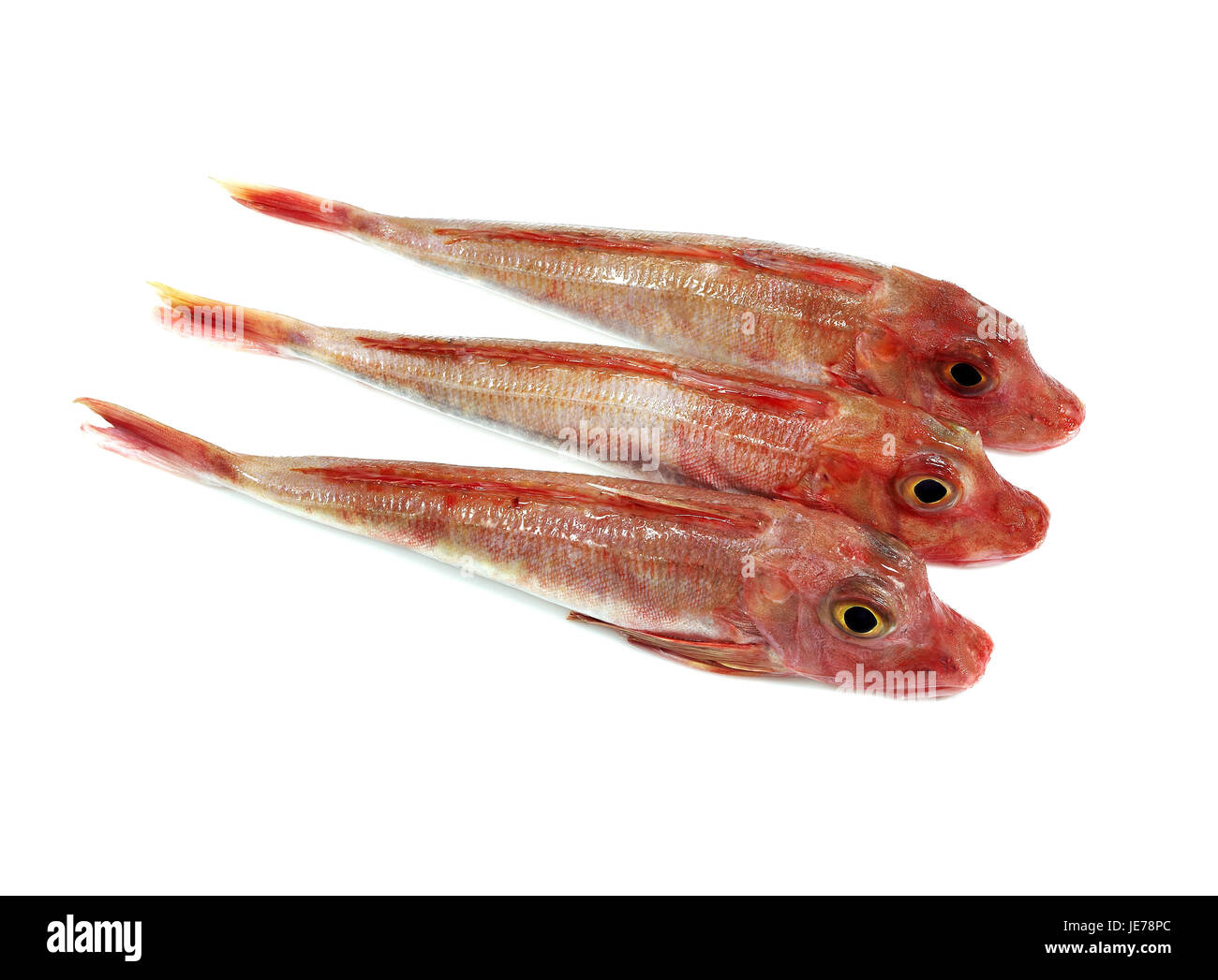 Mare, cuculo cuculus Trigla, pesce, sfondo bianco Foto Stock