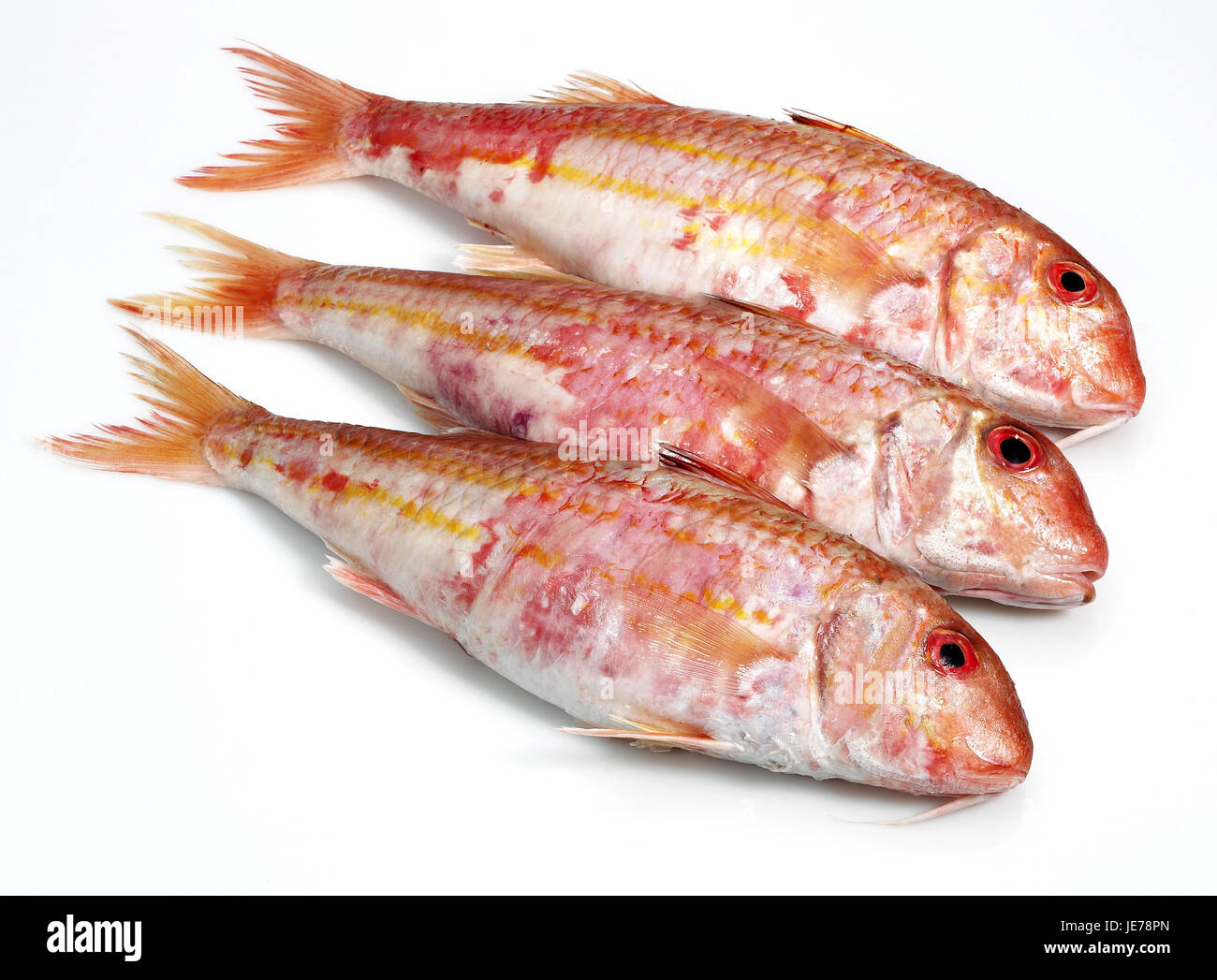 Mare, cuculo cuculus Trigla, pesce, sfondo bianco Foto Stock