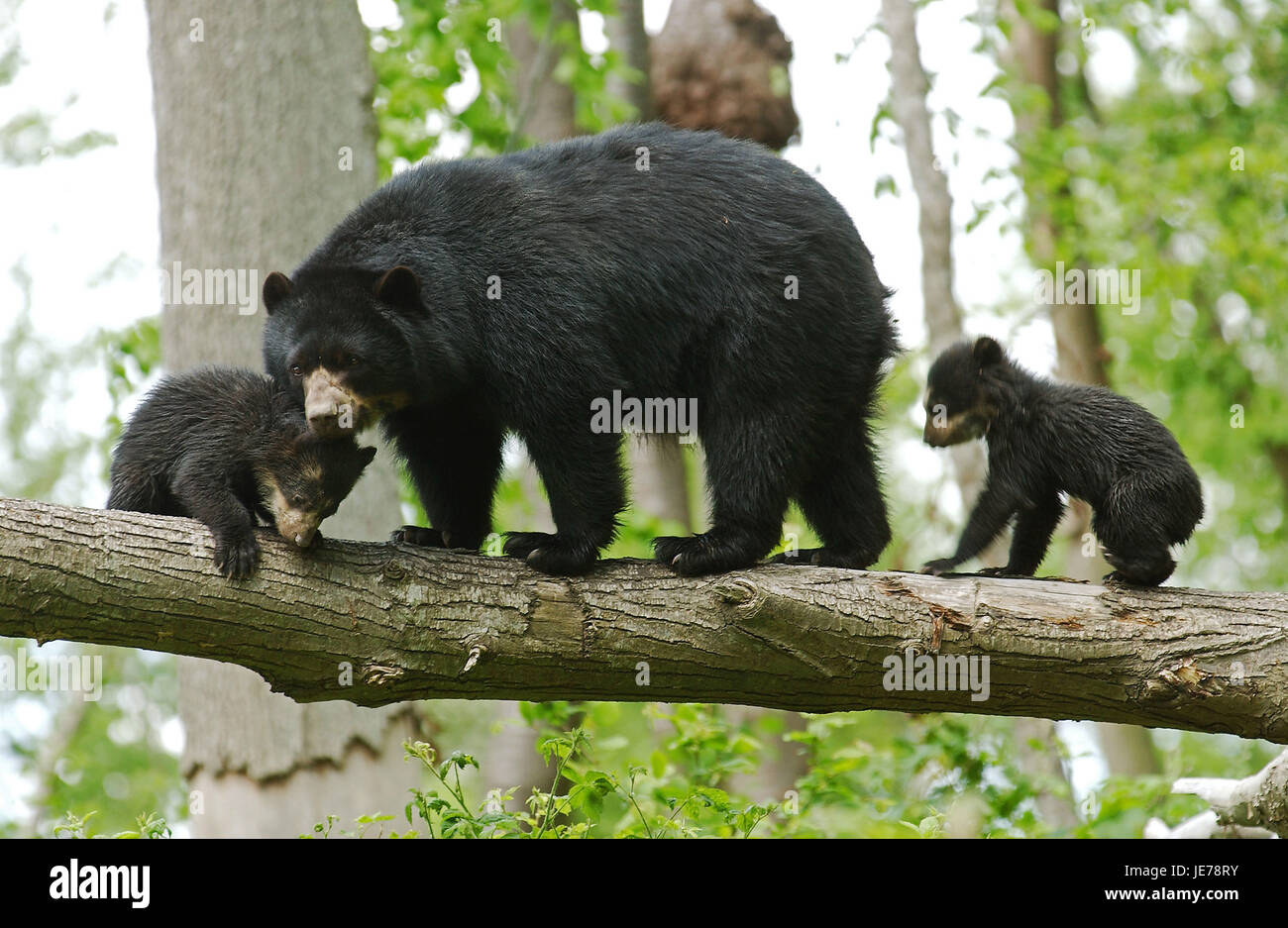 Orso di vetro, Tremarctos ornatus, Ande anche recare, femmina, giovane animale, Foto Stock