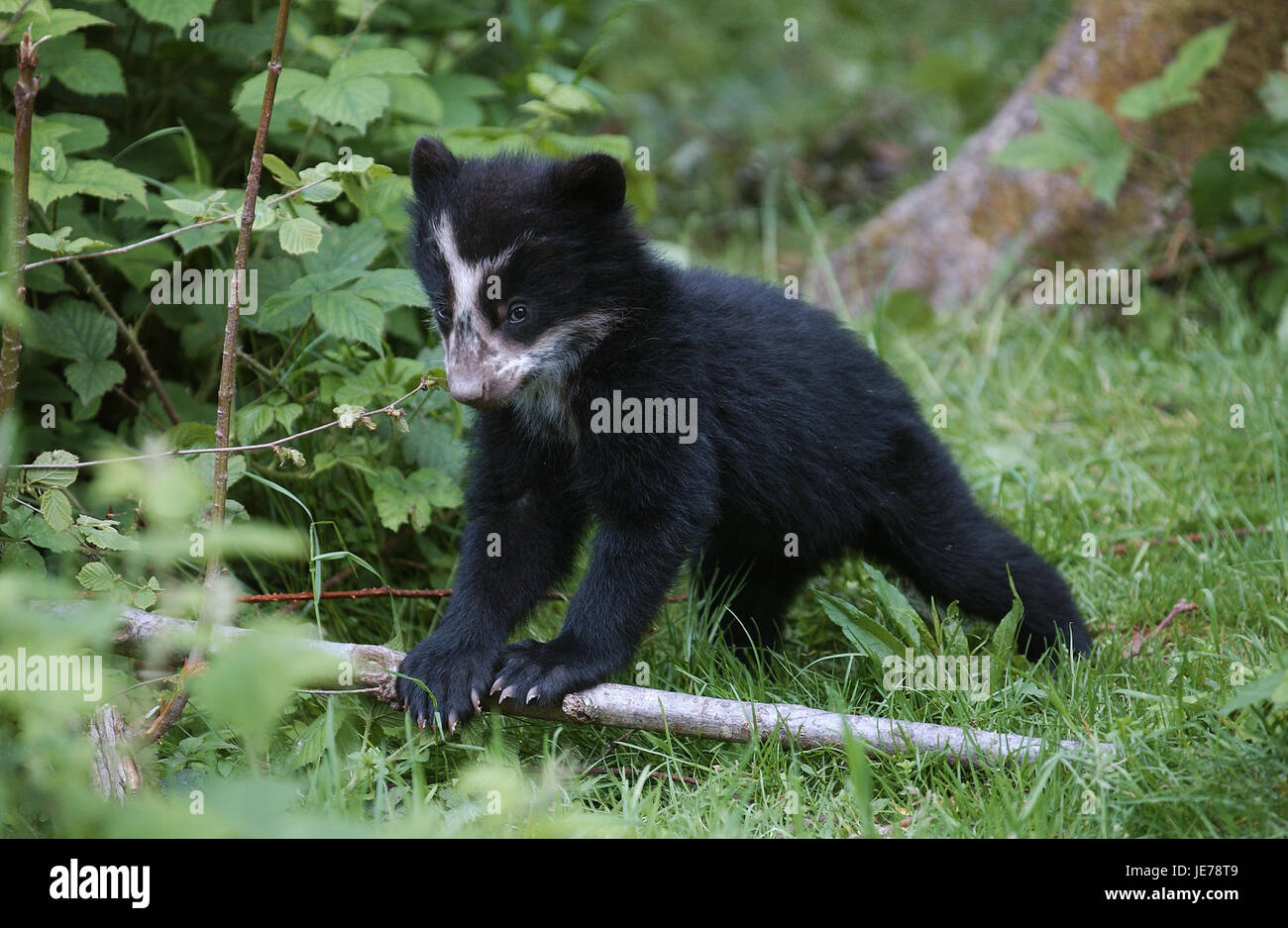 Orso di vetro, Tremarctos ornatus, Ande anche recare, giovane animale, play, forcella, Foto Stock