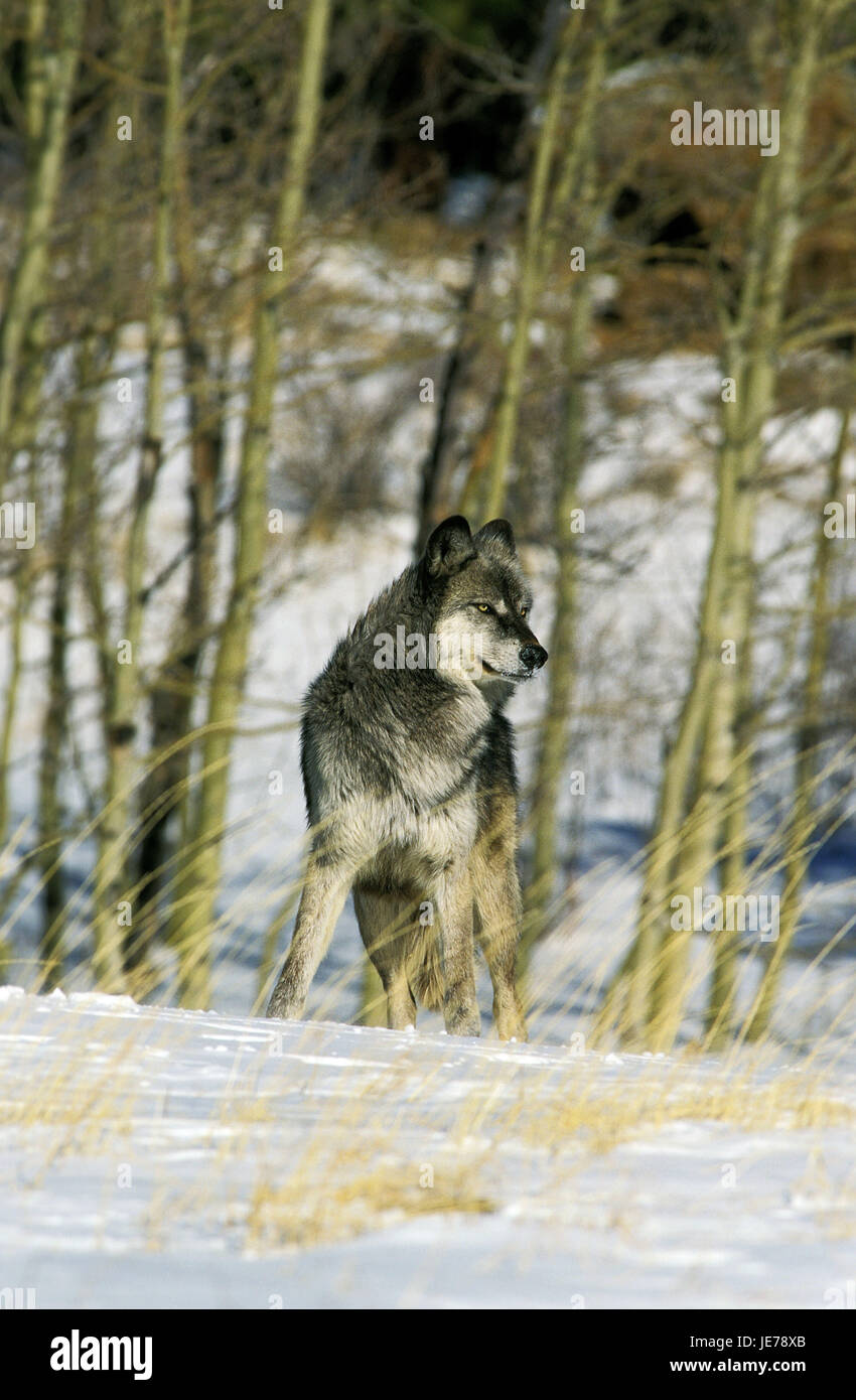 Mackenzie Wolfs, Canadian Wolf, Canis lupus occidentalis, animale adulto, stand, neve, Canada, Foto Stock