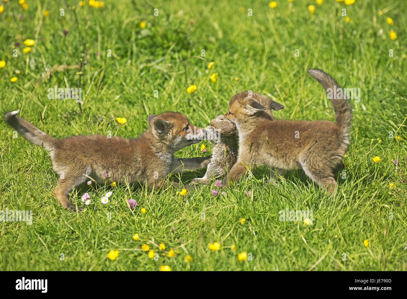 Red Fox, Vulpes vulpes, giovane animale, vanno a caccia di conigli, Normandia, Foto Stock