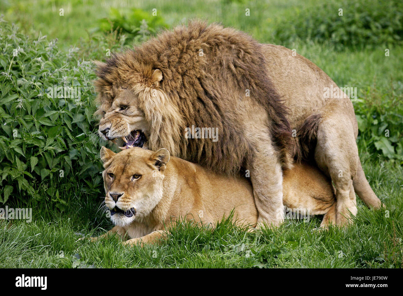 Leone africano, Panthera leo, giovane, accoppiamento, Foto Stock