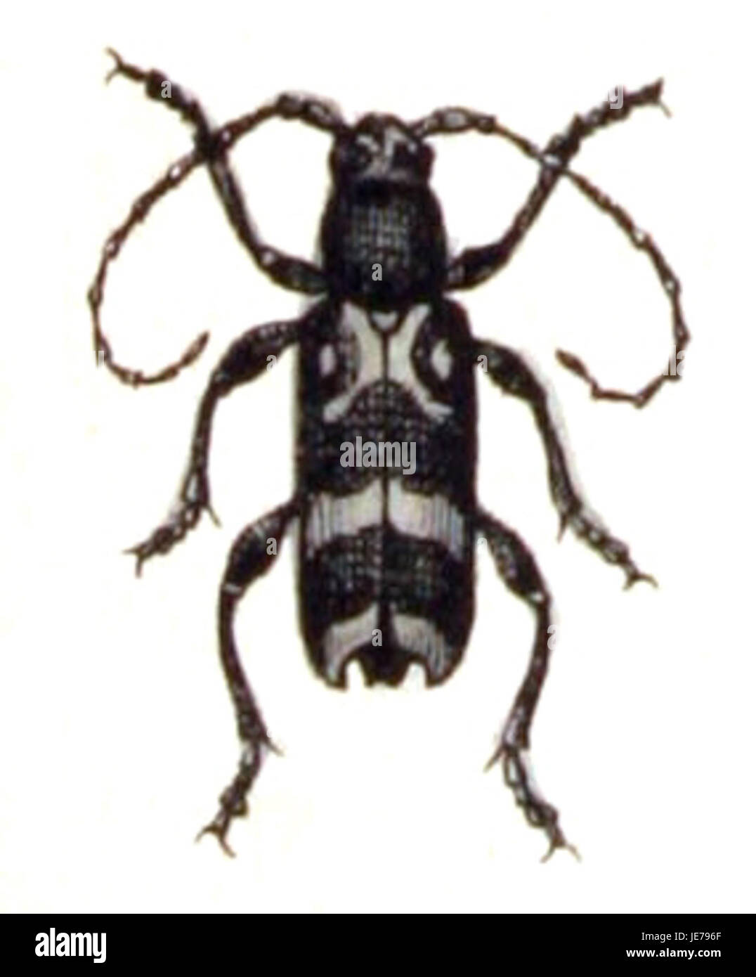 Un esemplare di Chlorophorus figuratus, una specie di scarabeo in legno, osservato su un albero di Calwer. Le marcature e le dimensioni distintive dello scarabeo sono caratteristiche della specie. Foto Stock