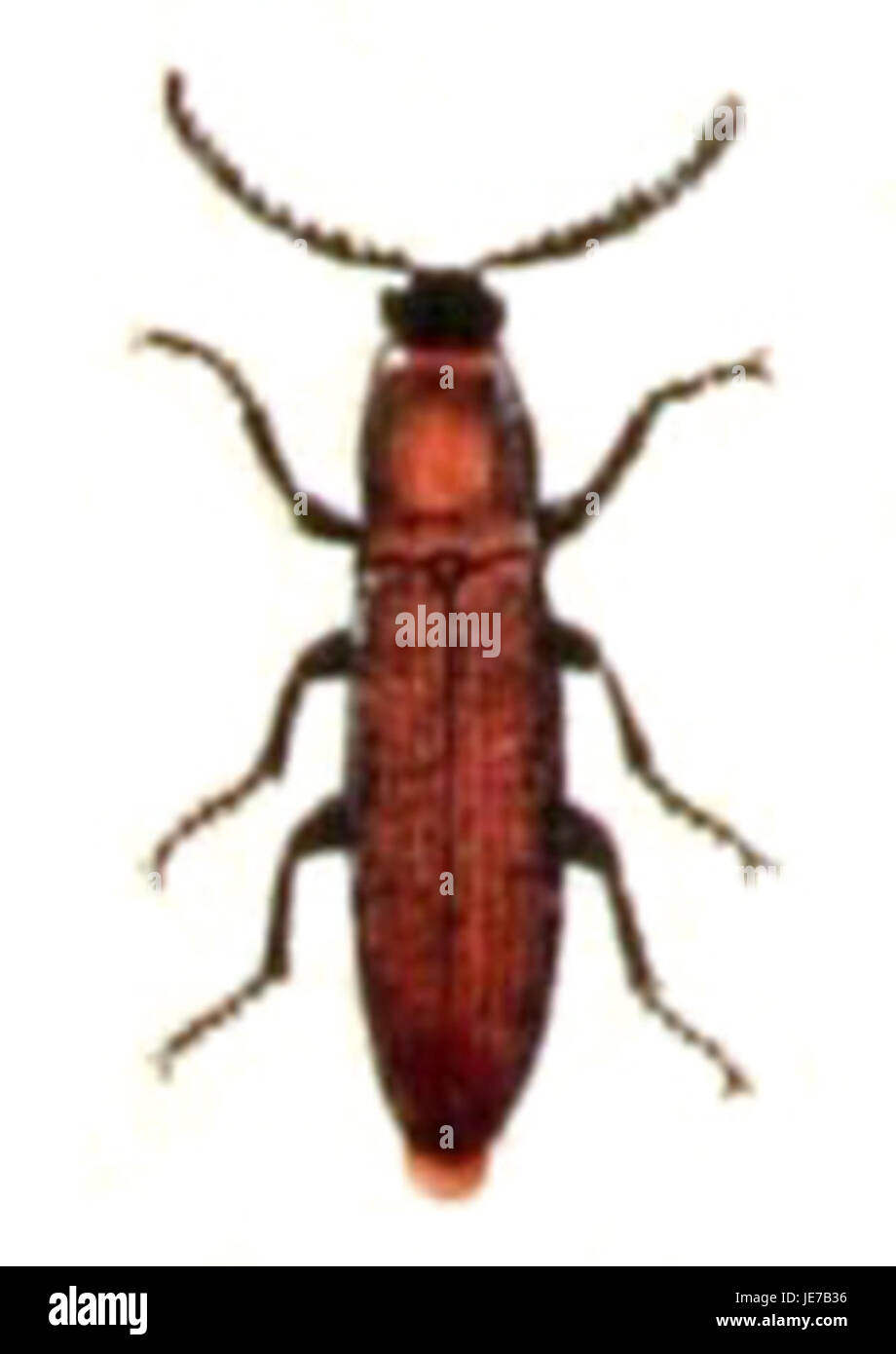 L'immagine raffigura *Denticollis linearis*, una specie di coleottero della famiglia Cerambycidae. Questo insetto è caratterizzato dal suo corpo lungo e stretto e si trova spesso in vari habitat, giocando un ruolo negli ecosistemi vegetali. Foto Stock