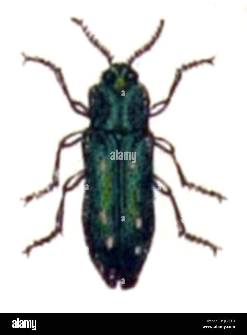 L'Agrilus biguttatus, comunemente noto come boscaiolo a due macchie, è una specie di coleottero che colpisce gli alberi, in particolare gli olmi. Questo parassita causa danni significativi agli alberi che infetta, tra cui indebolimento e alla fine uccisione dell'albero. È un vettore noto della malattia dell'olmo olandese, una grave condizione che colpisce le popolazioni di olmi. Foto Stock