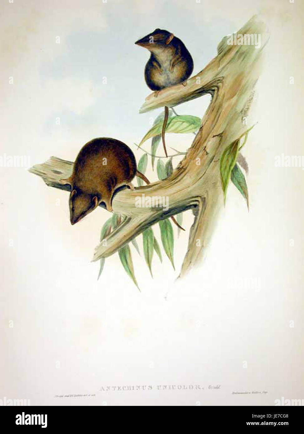 L'Antechinus agilis, comunemente noto come antechinus di Gould, è un piccolo marsupiale che si trova in Australia. È conosciuta per la sua alta energia e la sua breve durata, spesso vivendo meno di un anno. E' un insettivore, che preda piccoli insetti e altri invertebrati. Foto Stock