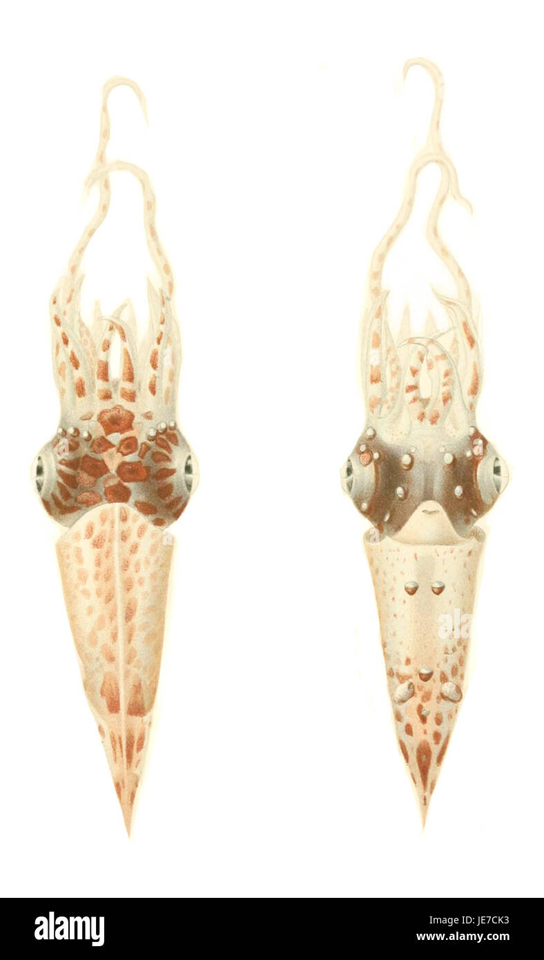 I cefalopodi, una classe di molluschi tra cui polpi, calamari e seppie, sono noti per il loro sistema nervoso avanzato, le abilità mimetiche e i metodi unici di movimento. Queste creature marine sono studiate per la loro intelligenza e adattamento agli ambienti sottomarini. Foto Stock