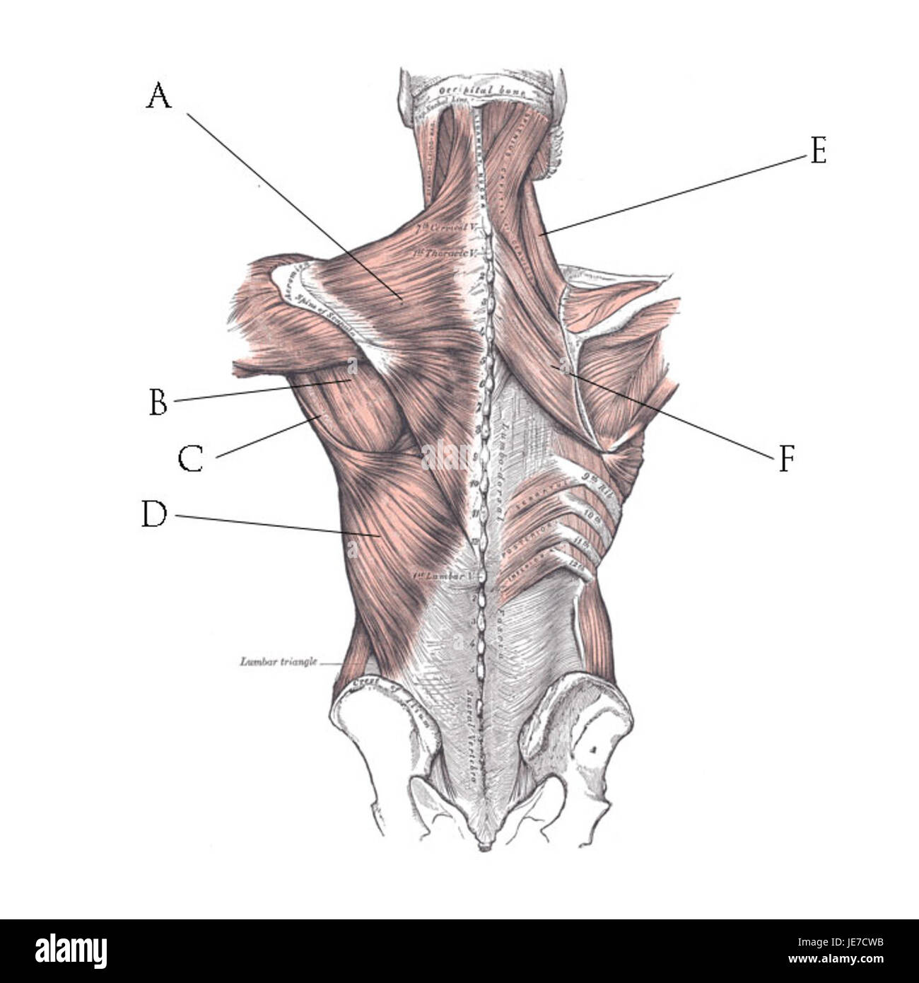 I muscoli della schiena sono componenti essenziali del sistema muscolare umano, responsabili di sostenere la colonna vertebrale, facilitare il movimento e mantenere la postura. Includono i muscoli principali come il latissimus dorsi e il trapezio. Foto Stock