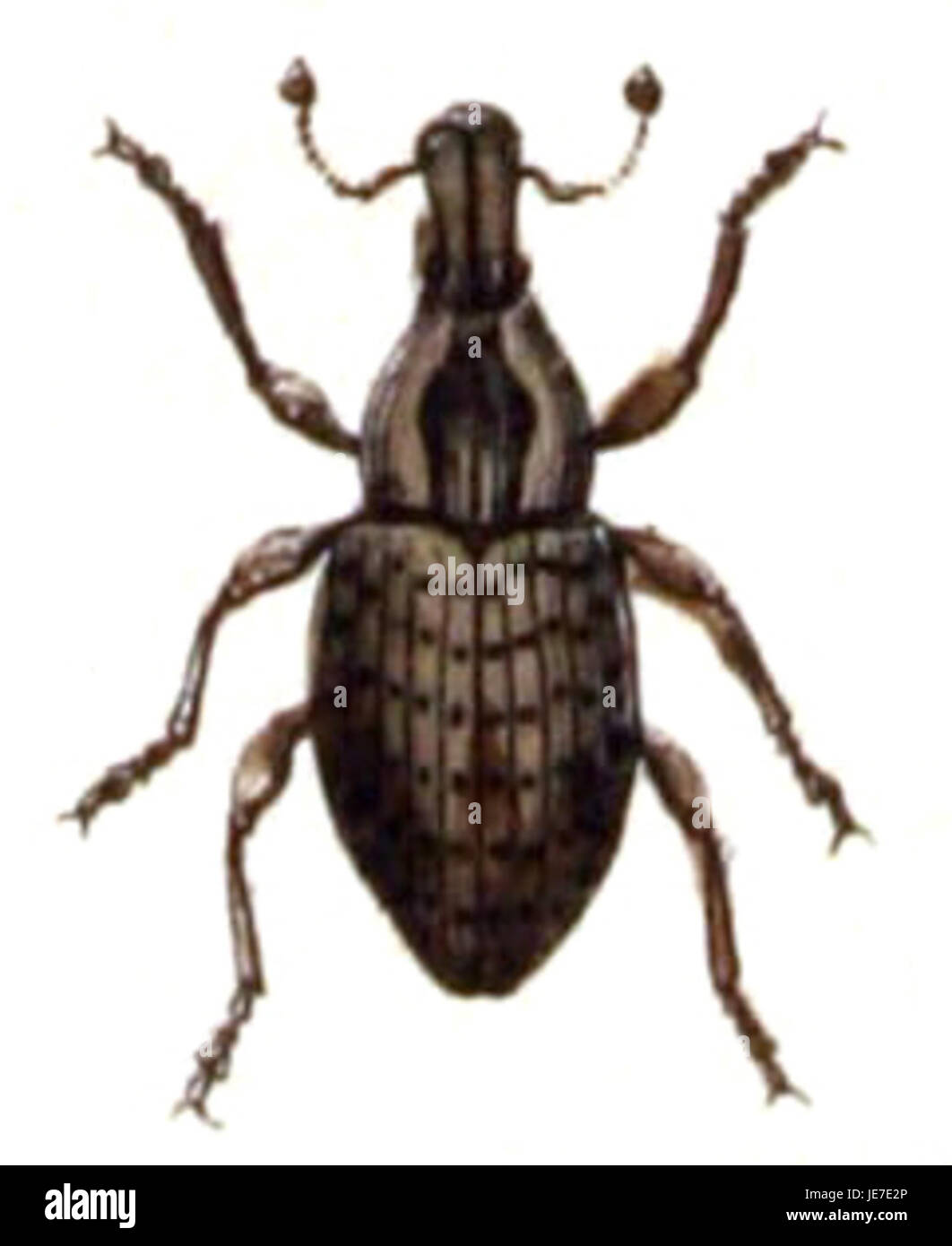 Un'immagine scientifica di Barynotus obscurus, una specie di coleottero, mostrata in dettaglio. L'immagine evidenzia le caratteristiche del coleottero, comprese la sua forma e la sua consistenza. Foto Stock