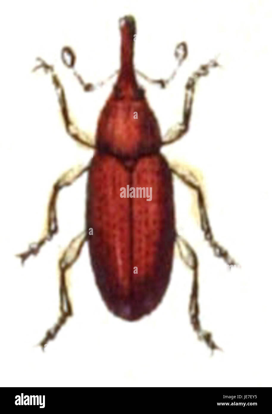 Brachonyx pineti, una specie di insetto, fa parte della collezione Calwer, concentrandosi sugli studi entomologici. Questo particolare esemplare potrebbe essere stato documentato nell'archivio Calwer nel 2006. Foto Stock