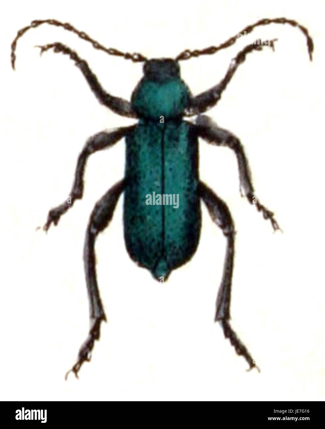 Il Callidium violaceum è una specie di scarabeo boreale nota per il suo ruolo nell'ecosistema. Si trova in genere nel legno in decomposizione, dove aiuta a scomporre la materia organica. Foto Stock