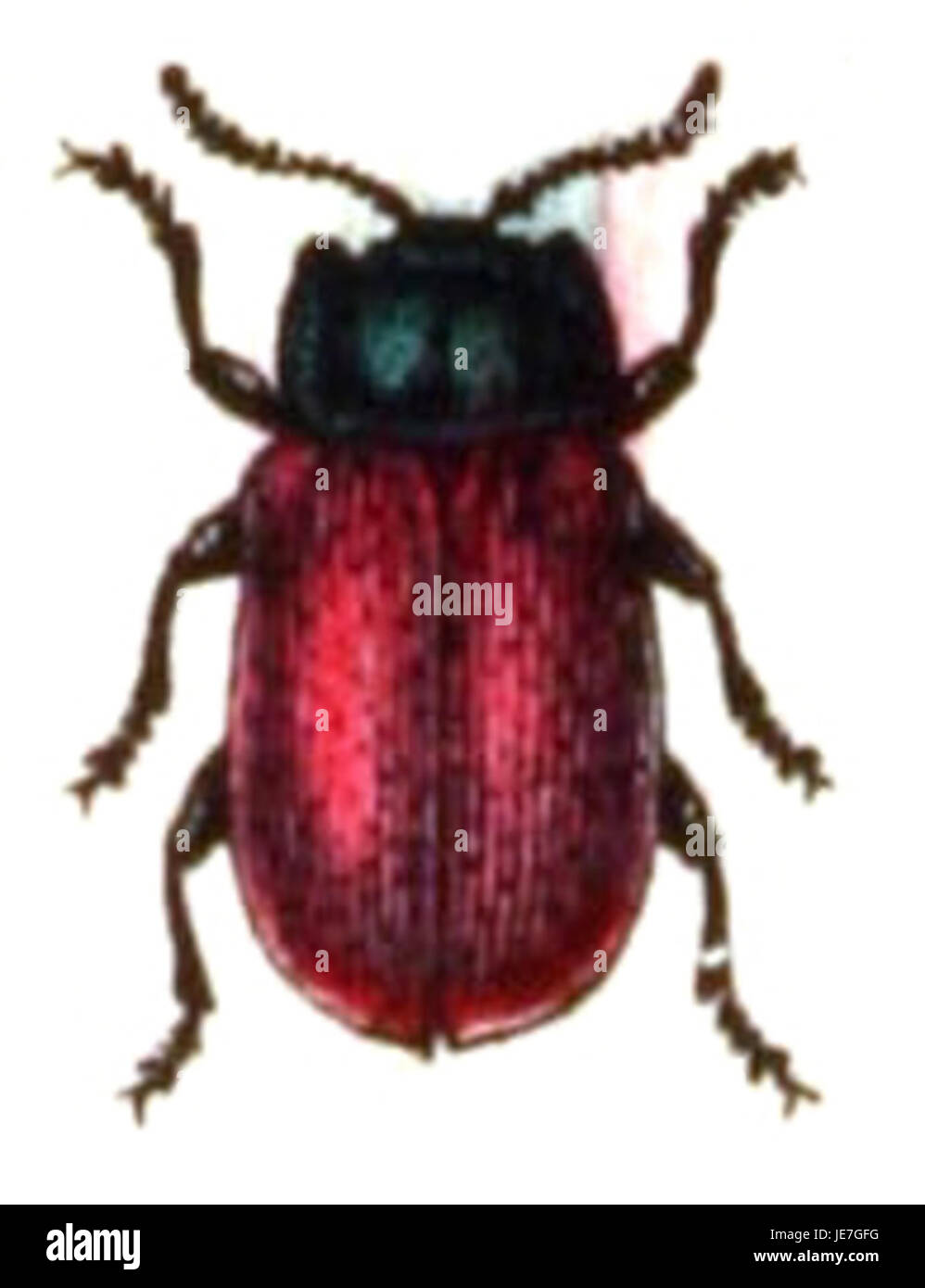 Chrysomela tremulae, comunemente noto come scarabeo delle foglie di pioppo, è una specie di scarabeo che si nutre principalmente delle foglie di pioppo e pioppo. La specie può causare danni significativi a questi alberi, in particolare durante le epidemie. Le sue larve e gli adulti consumano sia fogliame, influenzando la salute degli alberi. Questo coleottero si trova in Nord America e in alcune parti d'Europa. Foto Stock