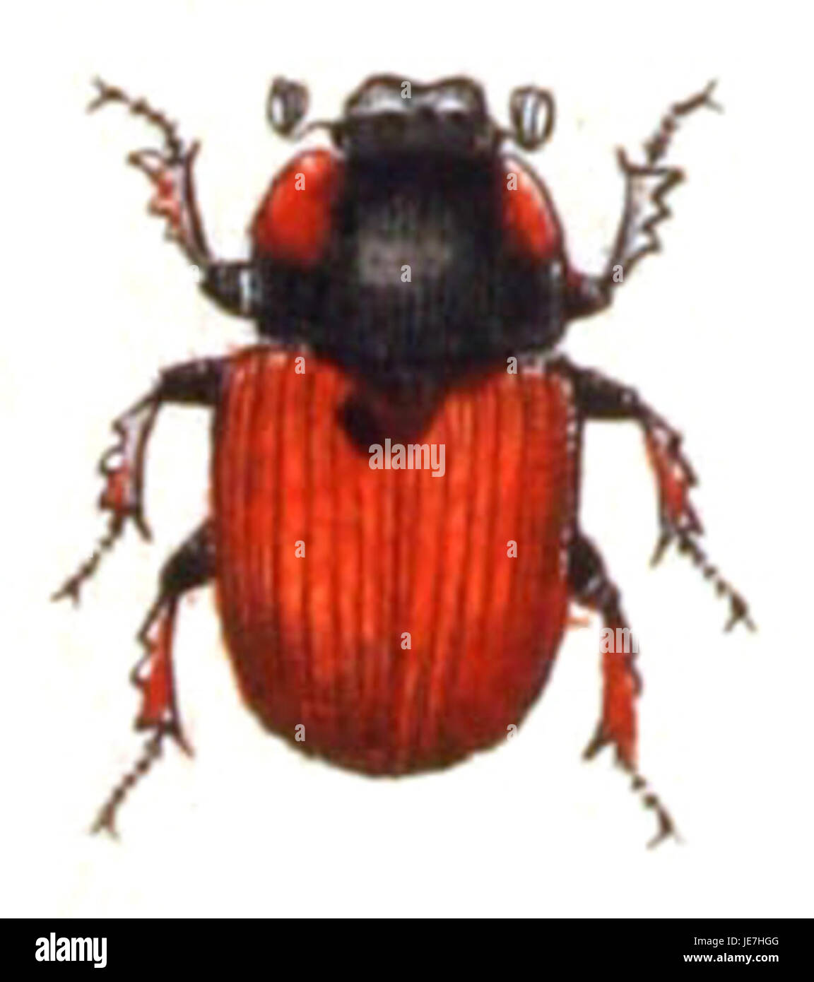 Coprimorphus scrutator è una specie di coleottero, nota per il suo ruolo nella decomposizione della materia organica. Si trova spesso nel letame o nella sostanza vegetale in decomposizione, giocando un importante ruolo ecologico nel riciclaggio e nella decomposizione dei nutrienti. Foto Stock