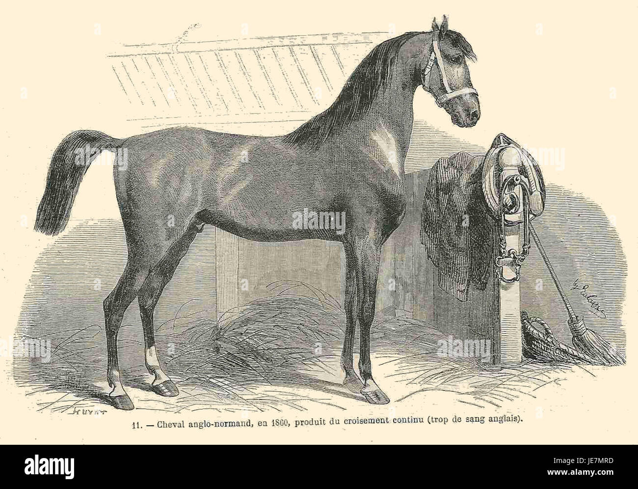 Una rappresentazione del cavallo anglo-normanno del 1860, che mostra le caratteristiche fisiche e il significato storico della razza. Questa razza di cavallo è nota per la sua forza e resistenza, spesso utilizzata in agricoltura e in attività militari. Foto Stock
