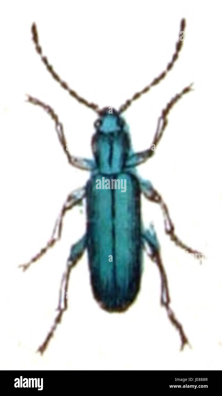 Chrysanthia viridissima, noto anche come crisantemo verde, mostrato in un'illustrazione botanica. Questa varietà è riconosciuta per i suoi vivaci fiori verdi ed è utilizzata nel giardinaggio ornamentale e nelle composizioni floreali. Foto Stock