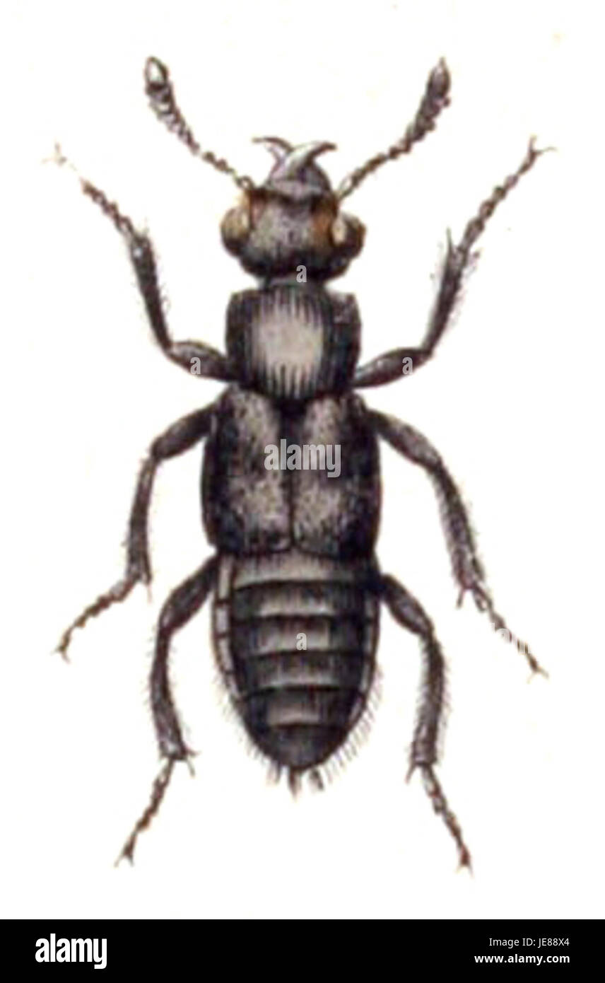 Il Creophilus maxillosus, comunemente noto come coleottero dalla ruva pelosa, è una specie di coleottero presente in materiale organico in decomposizione. Svolge un ruolo nella decomposizione della materia organica e si trova in vari habitat. Foto Stock