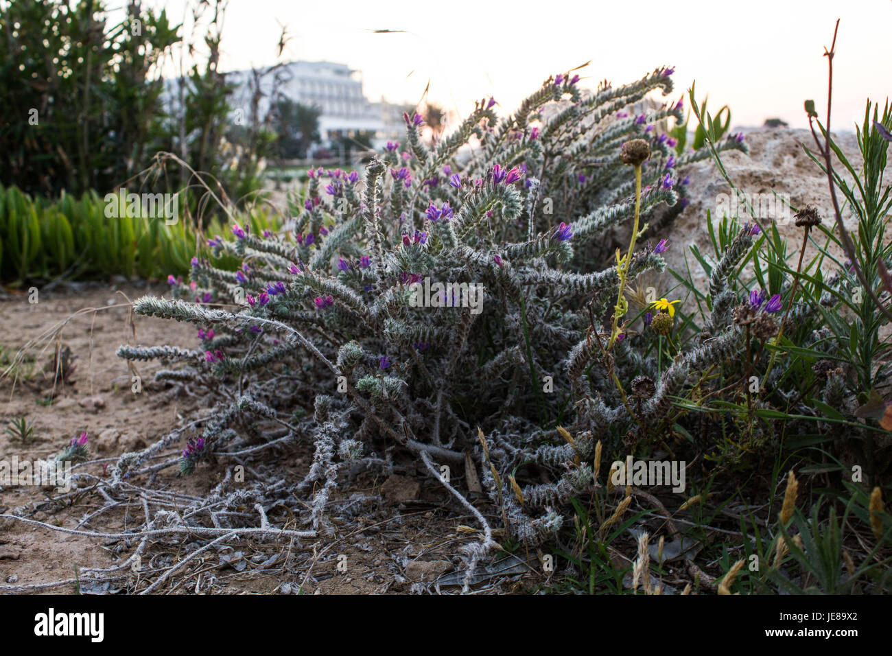 Le piante selvatiche e fiori makro fotografia Foto Stock