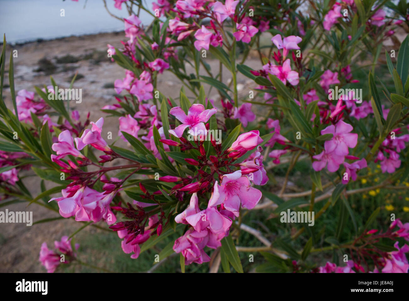 Le piante selvatiche e fiori makro fotografia Foto Stock