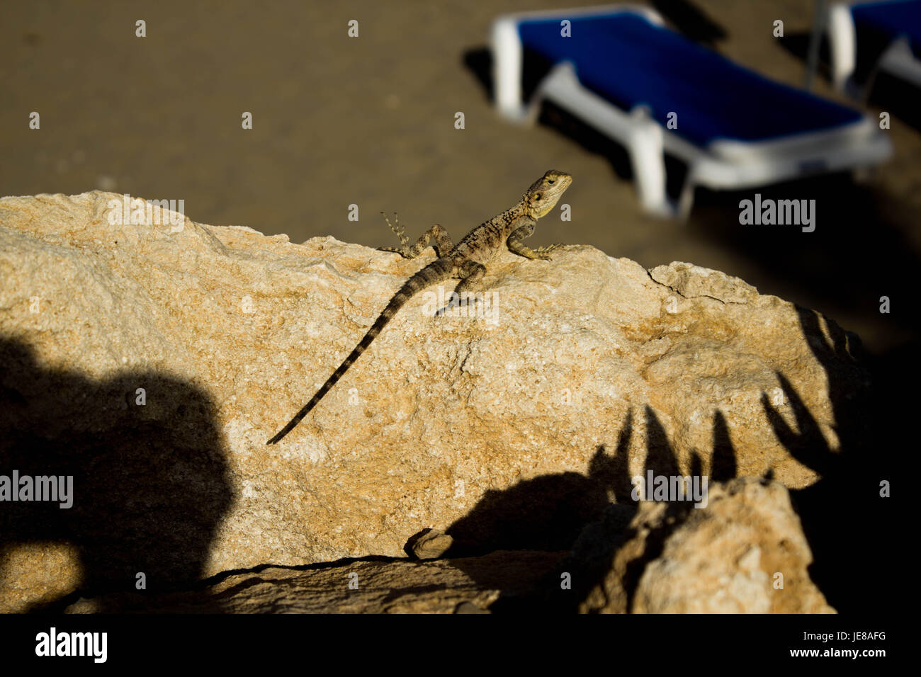 Animali selvatici su Cipro Foto Stock