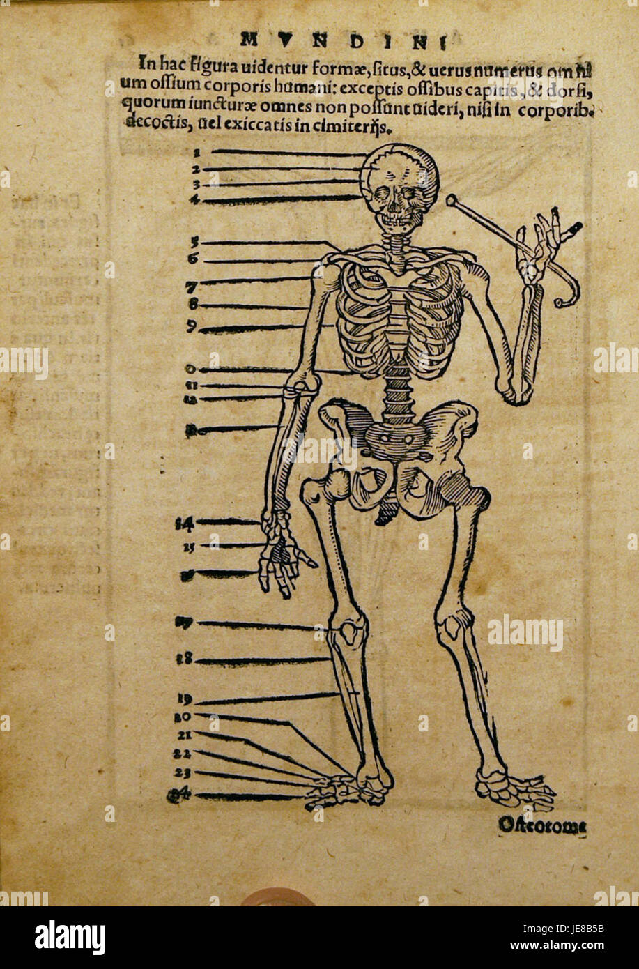 Dryander Anatomia Mundini è un'opera storica incentrata sull'anatomia del corpo umano. Questa pagina, 130, discute aspetti chiave dell'anatomia umana come descritto nei testi classici del tempo. Foto Stock
