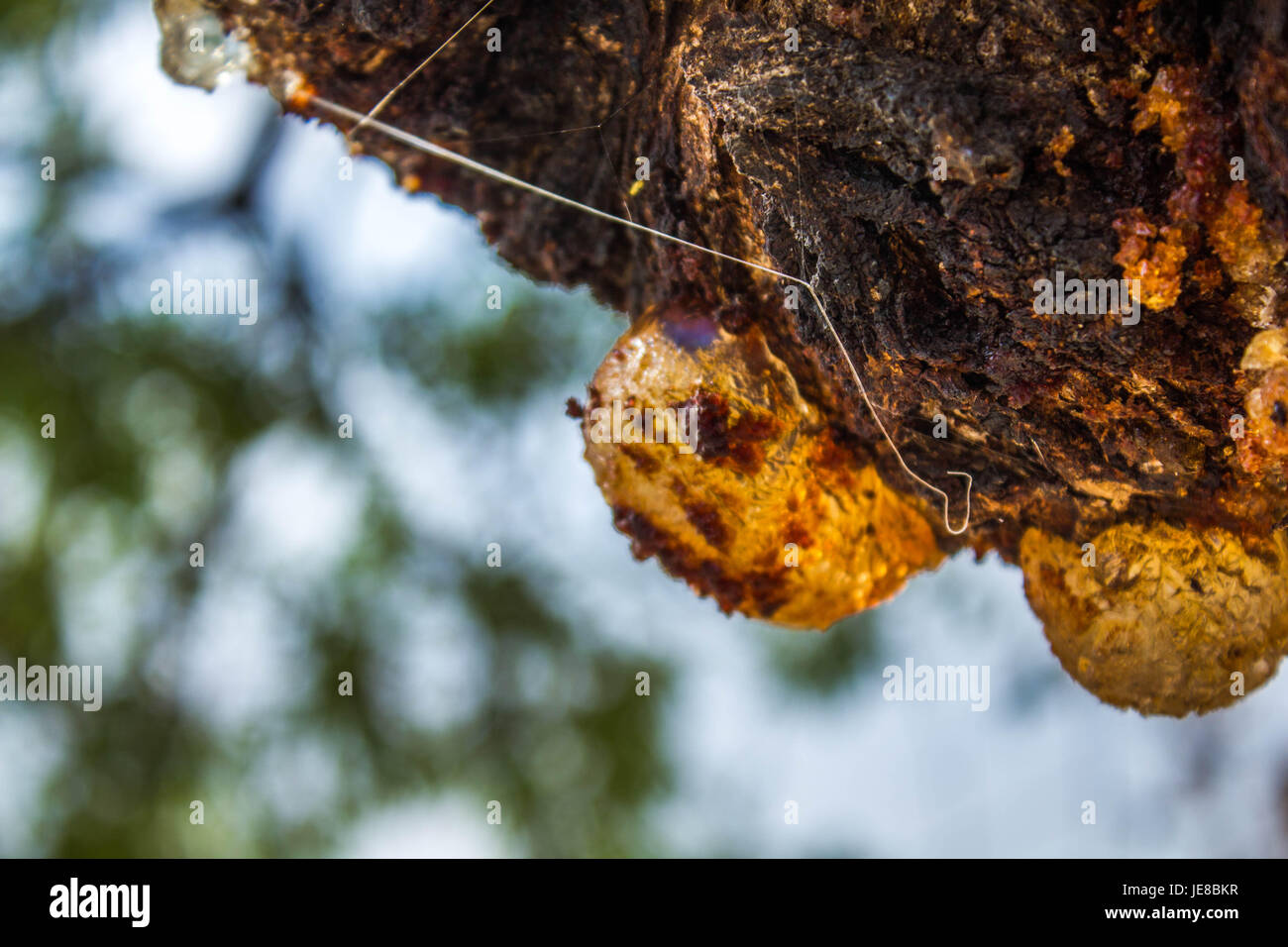 Albero selvatico ambra makro fotografia Foto Stock