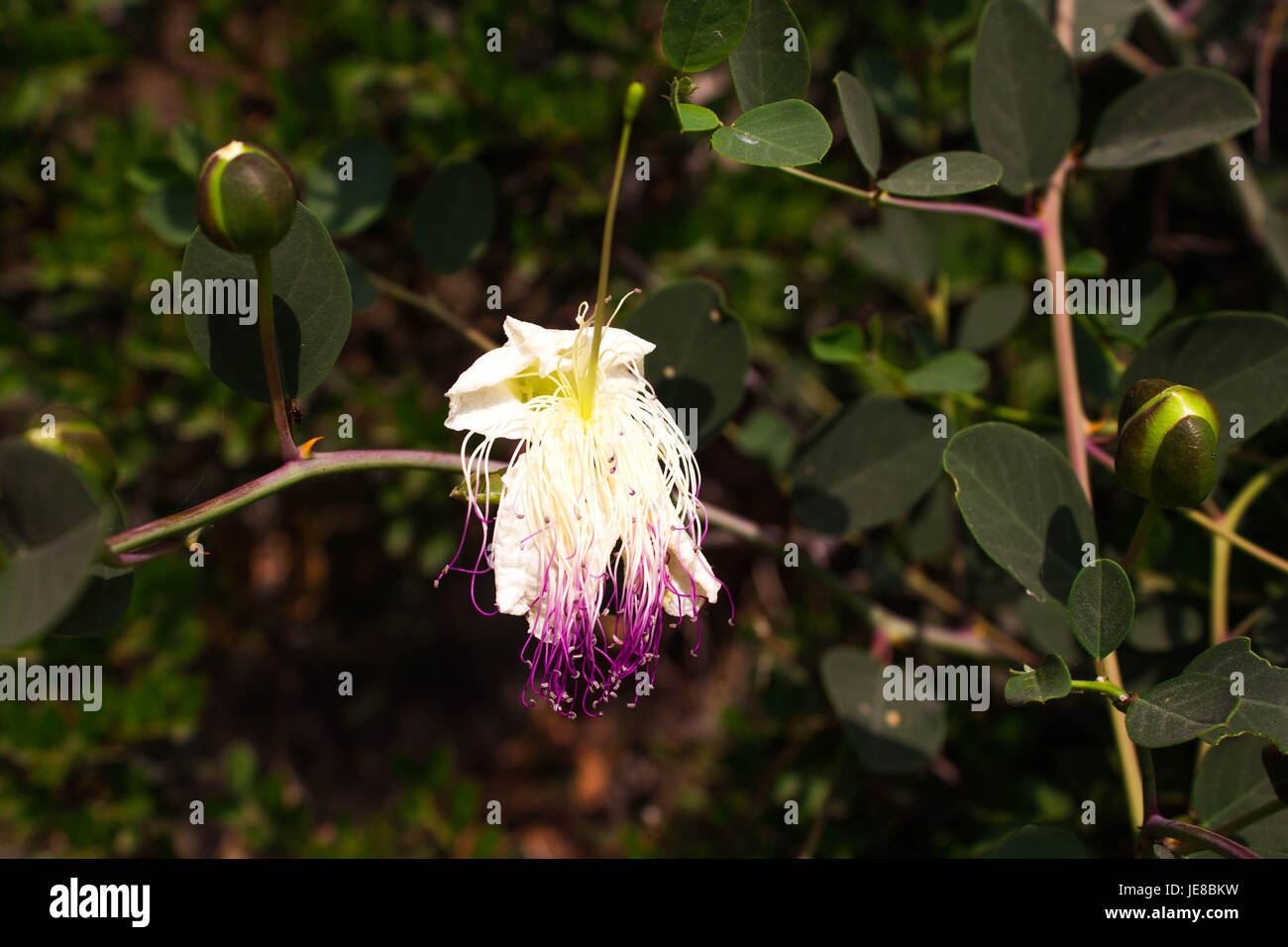 Le piante selvatiche e fiori makro fotografia Foto Stock