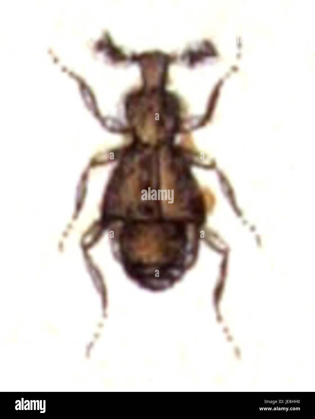 Claviger testaceus è una specie di coleottero che si trova in Europa, notevole per il suo aspetto distintivo. Questo coleottero appartiene alla famiglia degli Staphylinidae ed è spesso associato alla decadenza del legno e di altra materia organica, giocando un ruolo nella decomposizione. Foto Stock