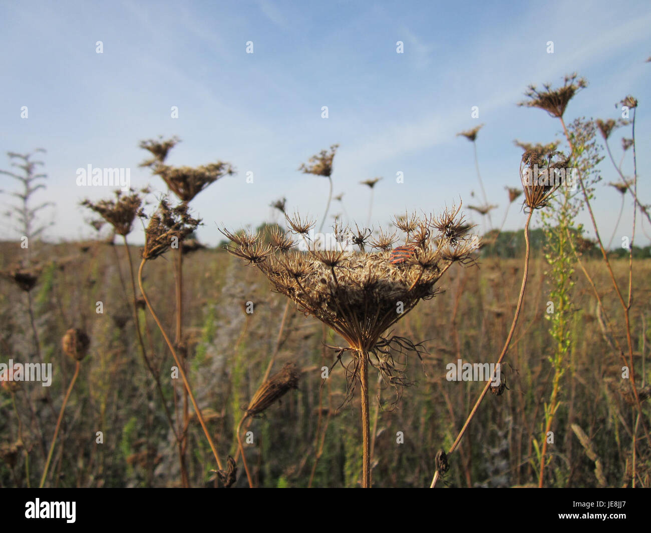 La "Wilde Moehre" è un tipo di carota selvatica trovata a Hockenheim, in Germania. È una pianta autoctona conosciuta per le sue caratteristiche foglie piume e i piccoli fiori bianchi. Foto Stock