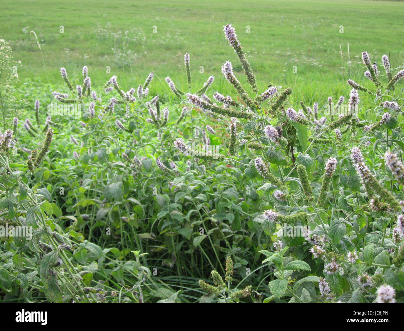 Mentha suaveolens, nota anche come menta di mela, è mostrata in piena fioritura con le sue foglie aromatiche e i fiori rosa-viola, spesso utilizzata in cucina e nei rimedi a base di erbe. Foto Stock