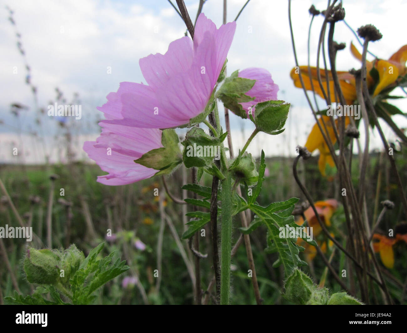 Malve, o Mallow, è una specie di piante che si trova a Walldorf, in Germania. È nota per le sue proprietà medicinali e i fiori vivaci, spesso utilizzati nei rimedi erboristici e come pianta decorativa nei giardini. Foto Stock