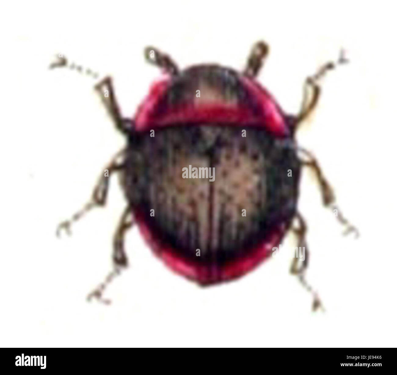 L'Agathidium seminulum, comunemente noto come coleottero del seminulum, fa parte della famiglia degli Staphylinidae. Questa specie è stata fotografata a Calwer nel 2013. Noto per le sue piccole dimensioni e l'aspetto distinto, si trova tipicamente nella materia organica in decadimento, dove svolge un ruolo nella decomposizione. Foto Stock