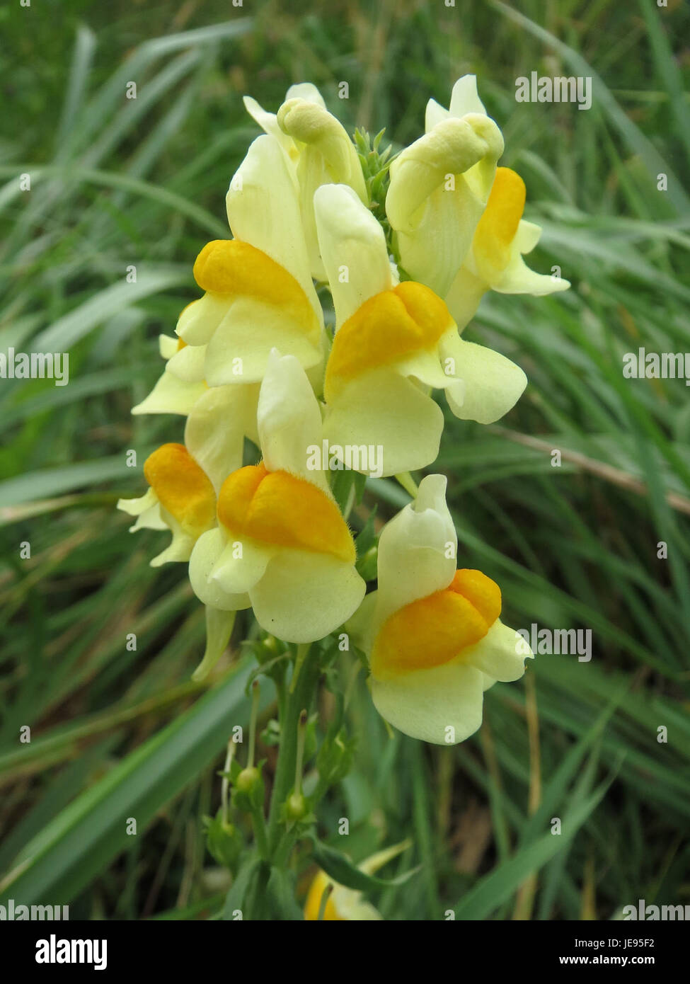 *Linaria vulgaris*, comunemente nota come burro e uova, è una pianta in fiore nella famiglia delle piantagioni. È originaria dell'Europa e dell'Asia, spesso presente nei campi e lungo le strade. La pianta è nota per i suoi caratteristici fiori gialli e arancioni. Foto Stock