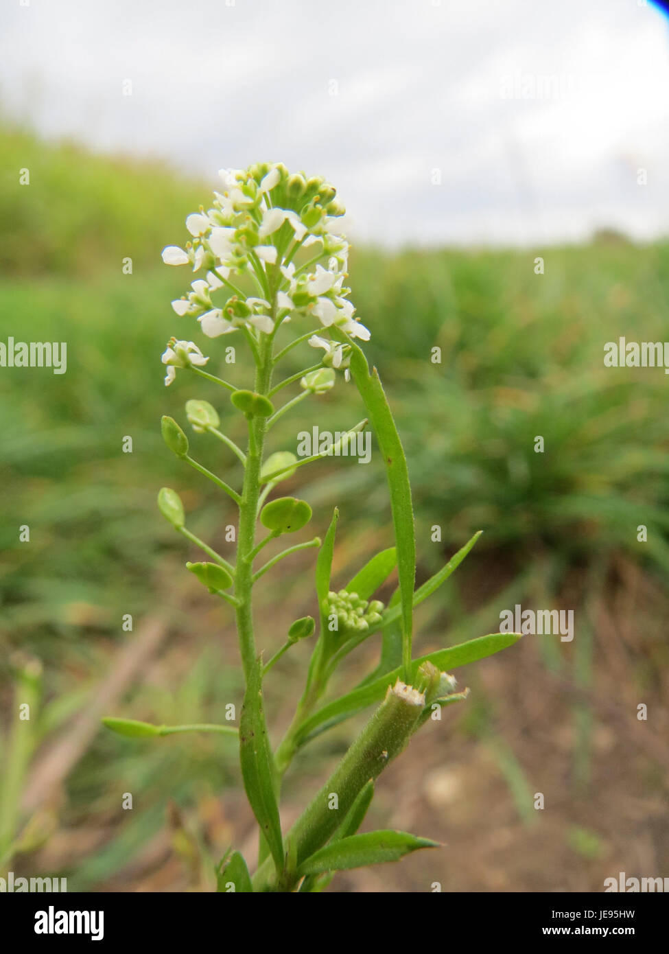 Questa immagine mostra Hellerkraut, una specie vegetale comunemente trovata a Reilingen, Germania. Hellerkraut è nota per le sue proprietà floreali e medicinali distinte, utilizzate nei rimedi erboristici. Foto Stock