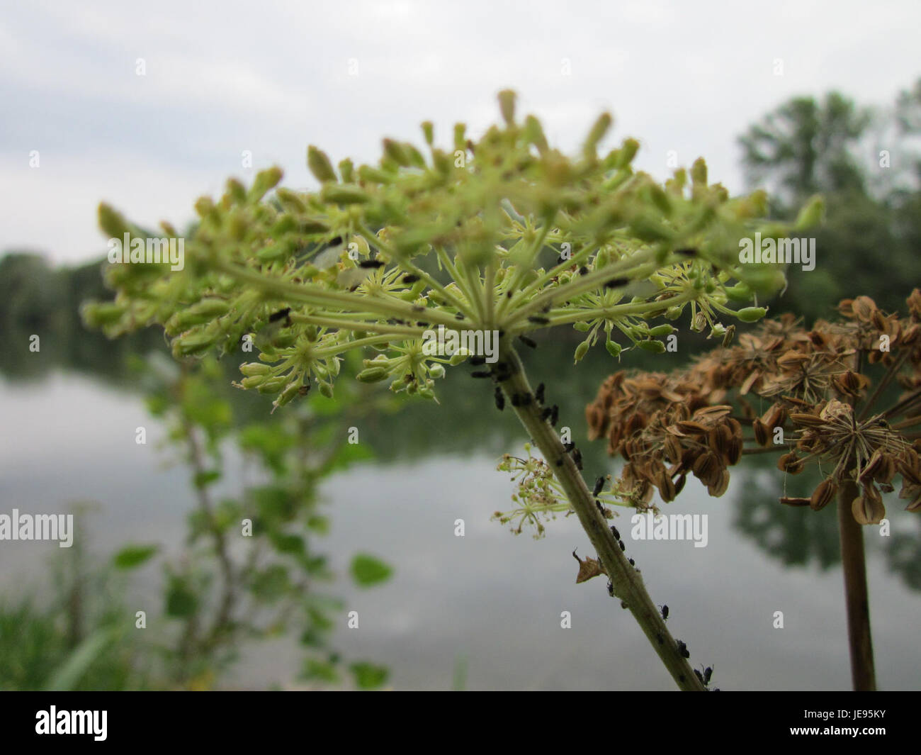 Rheinauenwald Altlussheim è una foresta situata lungo il fiume Reno, nota per la sua ricca biodiversità e la sua bellezza naturale. Fornisce habitat a varie specie di flora e fauna, rendendola un'importante area ecologica in Germania. Foto Stock