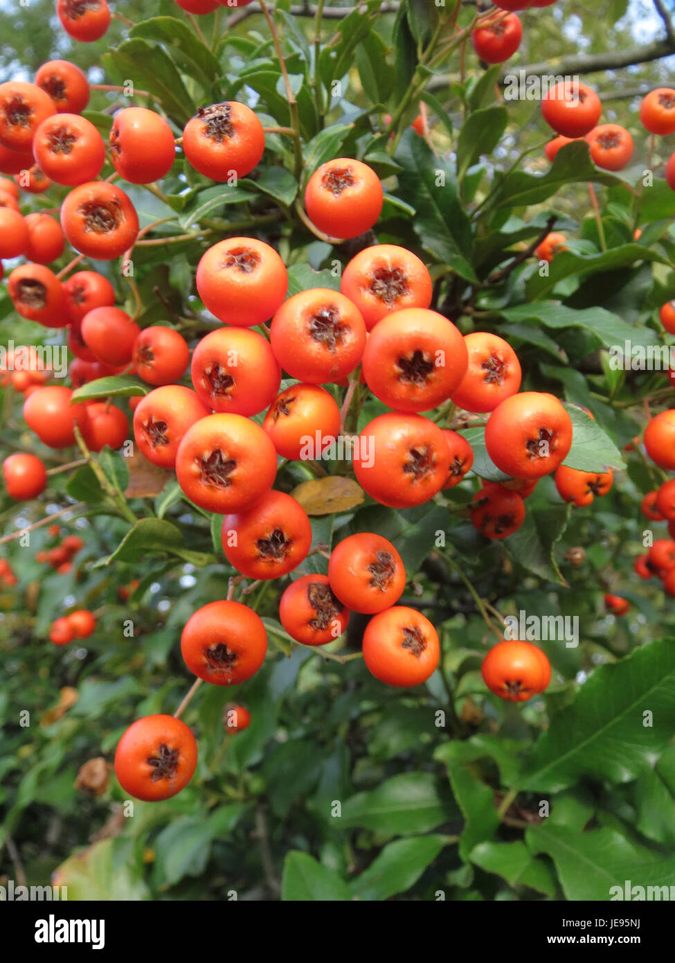Questa immagine, scattata il 18 ottobre 2013, mostra un ramo di Feuerdorn, noto anche come pyracantha. È un arbusto noto per le sue bacche colorate, comunemente usate per le siepi, e noto per il suo valore ornamentale. Foto Stock
