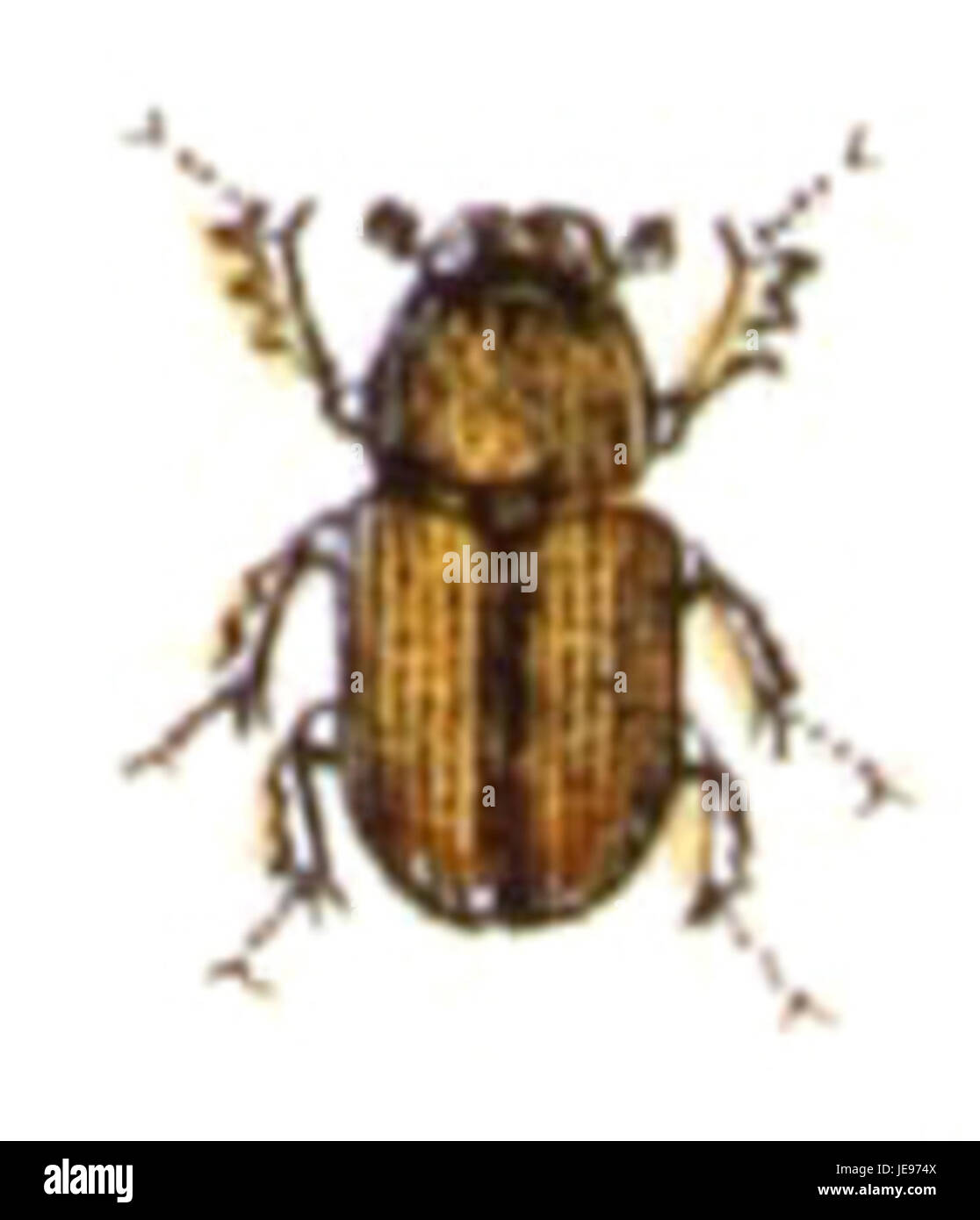 Un'immagine di Agrilinus rufus, una specie di coleottero, identificata nella collezione Calwer (n. 21.26), che mostra le sue caratteristiche e classificazione distinte. Foto Stock
