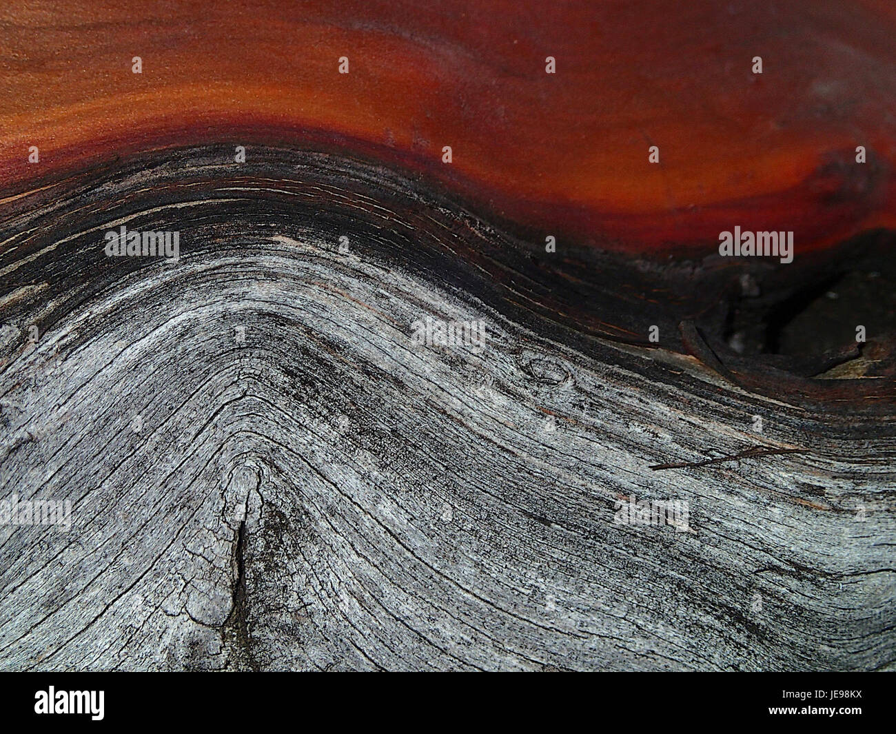 Una composizione fotografica astratta intitolata "Curvy Curves", che cattura linee e forme fluide e curve. Il lavoro esplora il fascino visivo delle forme organiche e la simmetria nel design. Foto Stock