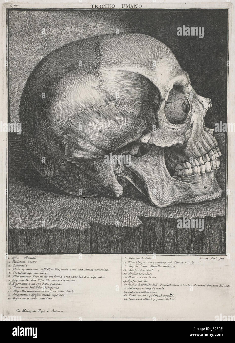 Il Teschio umano di Antonio Cattani è un'opera d'arte che presenta un cranio umano. Noto per il suo approccio dettagliato e simbolico, questo pezzo riflette temi della mortalità e della condizione umana, comuni nell'esplorazione artistica dell'anatomia umana da parte di Cattani. Foto Stock