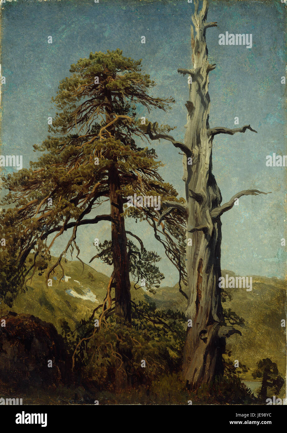 "Studio degli alberi" di August Cappelen raffigura l'acuta osservazione dell'artista sulle forme degli alberi e sulle texture naturali. Come paesaggista, Cappelen ha utilizzato studi dettagliati sulla natura per esplorare la complessità degli alberi e il loro rapporto con l'ambiente circostante. Foto Stock