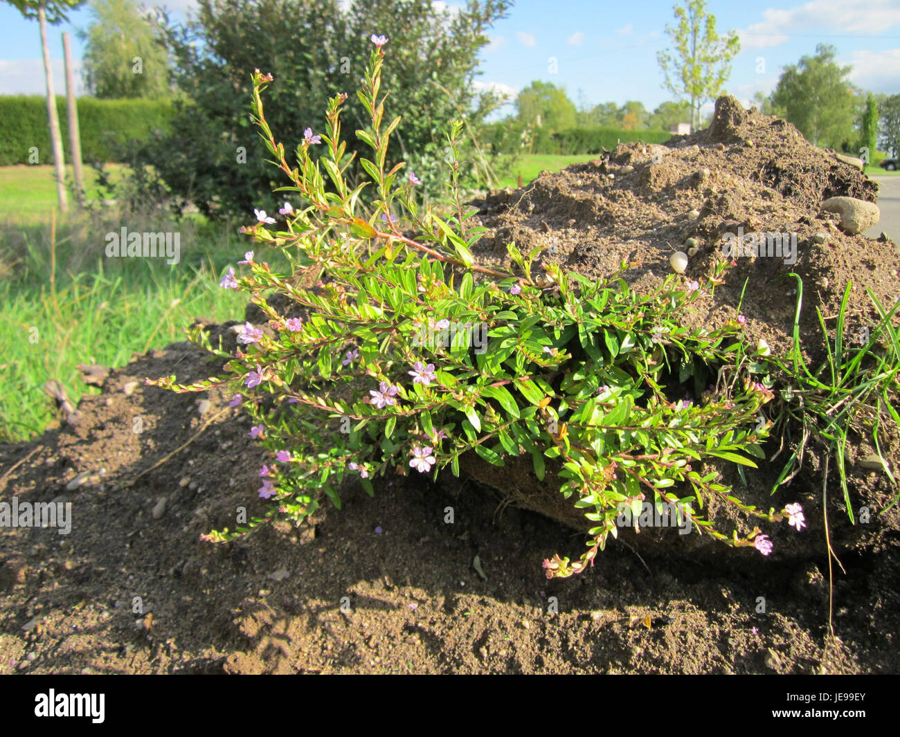 Ruderalwiese Reilingen è un tipo di habitat disturbato che si trova a Reilingen, in Germania. Queste aree sono caratterizzate da una varietà di specie che prosperano in ambienti disturbati e colpiti dall'uomo, contribuendo alla biodiversità locale. Foto Stock