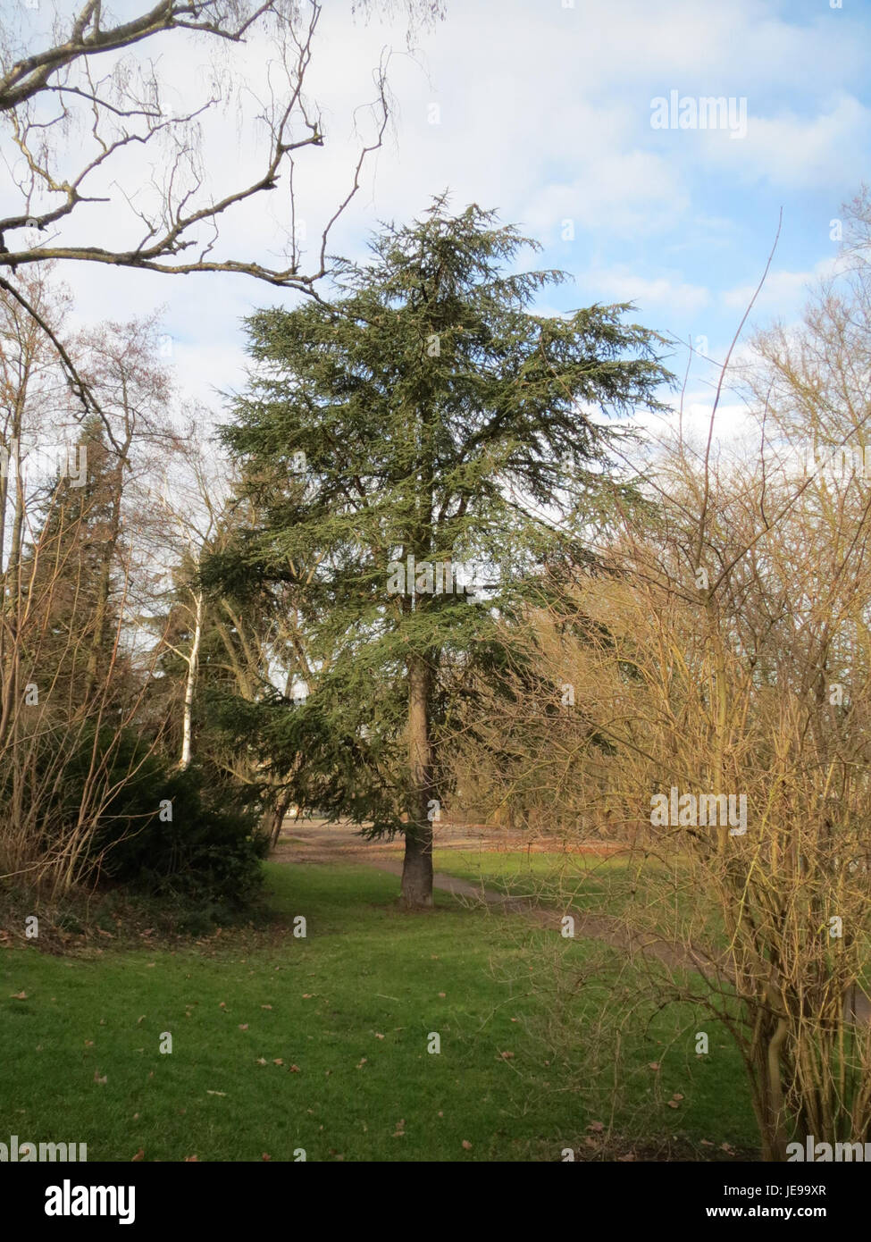 L'immagine mostra un albero Zeder a Saarbrücken, Germania. Lo Zeder, noto anche come Cedro, è un grande albero di conifere noto per il suo legno aromatico e la sua longevità, comunemente presente nelle regioni montuose. Foto Stock