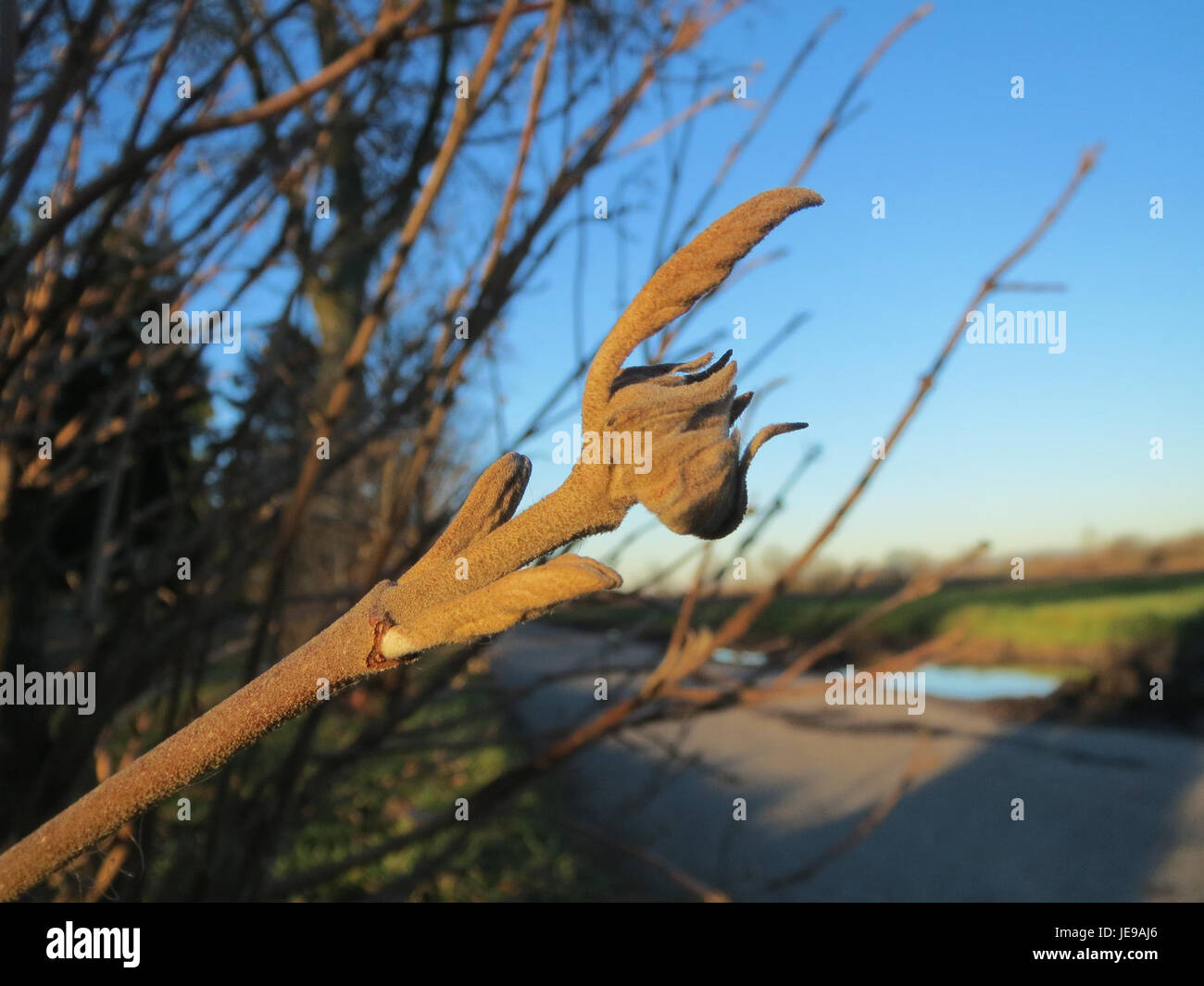 Lo Schneeball (Viburnum opulus), comunemente noto come la Rosa Guelder, è un arbusto deciduo che si trova a Neulussheim, in Germania, noto per i suoi fiori bianchi a forma di palla e i frutti di bosco rossi brillanti. Foto Stock