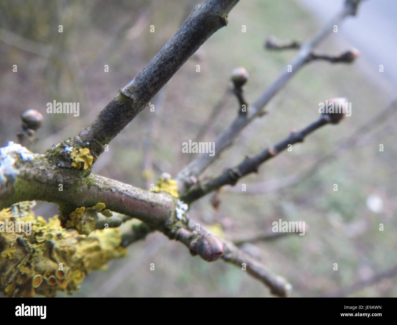 Pfaffenhuetchen è una specie vegetale, nota anche come Euonymus europaeus, nota per il suo frutto vivace e il suo uso nei rimedi tradizionali a base di erbe. Foto Stock