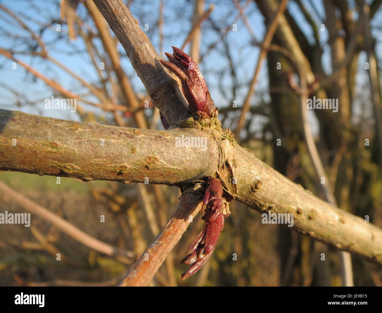 L'albero di Holunder, noto anche come Elderberry, è mostrato in un ambiente naturale il 31 gennaio 2014. Questo albero è noto per le sue proprietà medicinali, in particolare per l'uso dei suoi fiori e bacche nei rimedi erboristici. Foto Stock