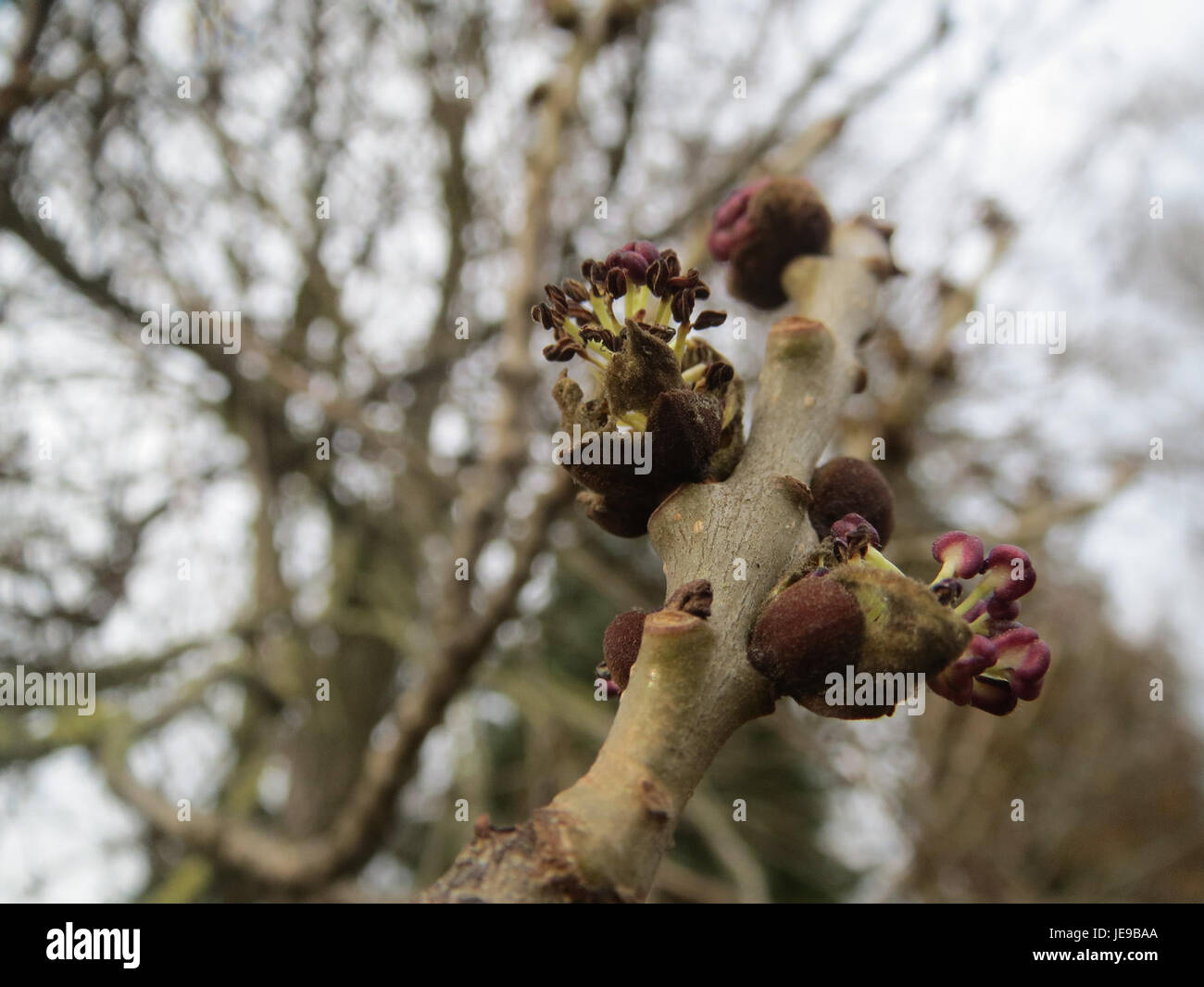 Il Fraxinus excelsior, comunemente noto come frassino europeo, è un grande albero deciduo originario dell'Europa, apprezzato per il suo legno e il suo ruolo ecologico nelle foreste temperate. Foto Stock