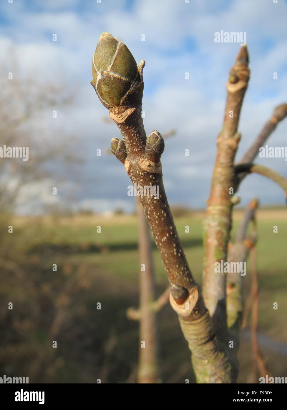 L'immagine mostra Acer pseudoplatanus, comunemente noto come acero sicomoro, un grande albero deciduo. Conosciuto per le sue ampie foglie e la corteccia distintiva, l'acero sicomoro è spesso piantato per ombra e scopi ornamentali. La capacità dell’albero di prosperare in una serie di ambienti lo rende una scelta popolare per i paesaggi urbani e rurali. Foto Stock